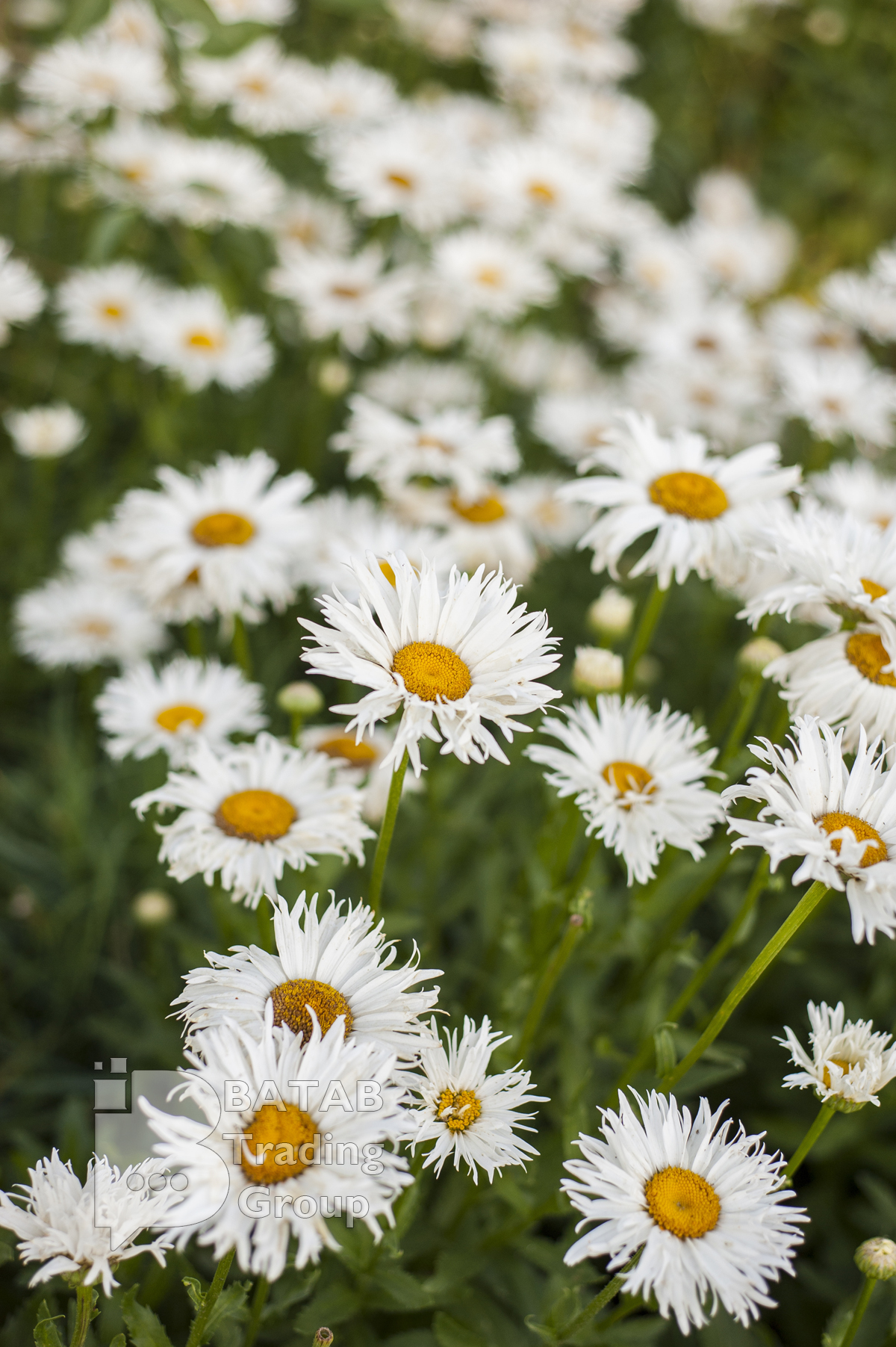 Chamomile export of Iran