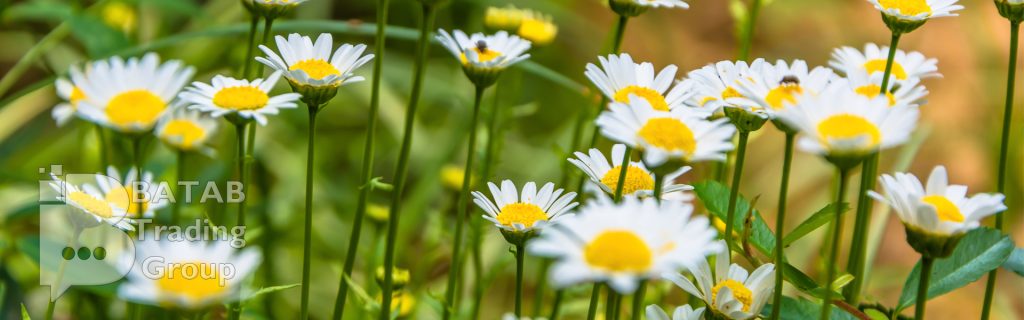 Chamomile export of Iran