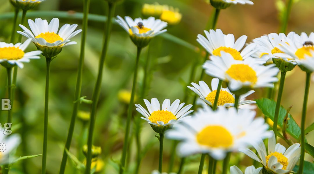 Chamomile export of Iran